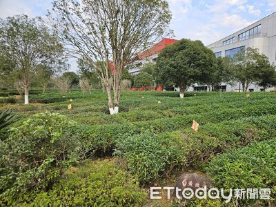 武夷山大紅袍有故事　相傳治癒皇后疾病