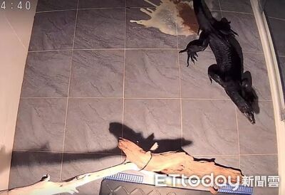 黑澤巨蜥爆噴「巧克力冰沙」　地板作畫等爸下班洗浴室