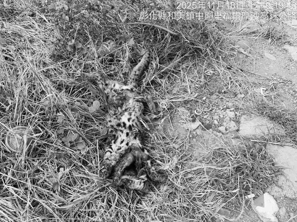 ▲石虎遭路殺。（圖／民眾提供）