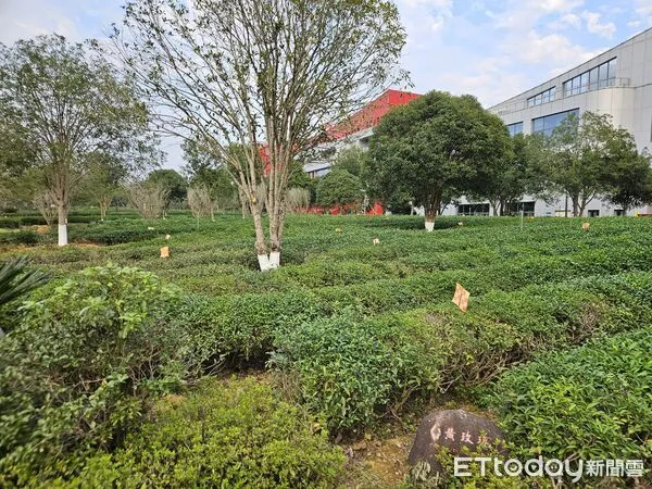 ▲▼福建武夷山大紅袍，茶博會。（圖／記者陳冠宇攝）