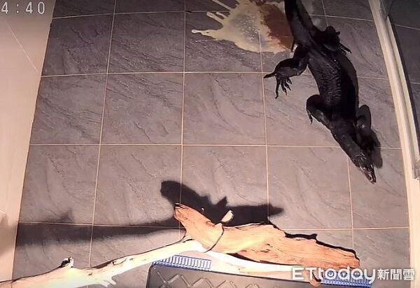 ▲。（圖／Threads@kurogaganicohana提供。）