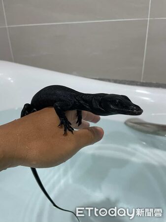 ▲。（圖／Threads@kurogaganicohana提供。）