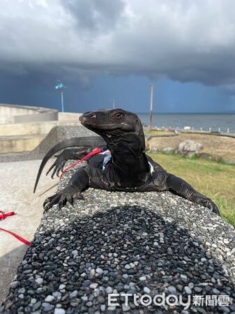 ▲。（圖／Threads@kurogaganicohana提供。）