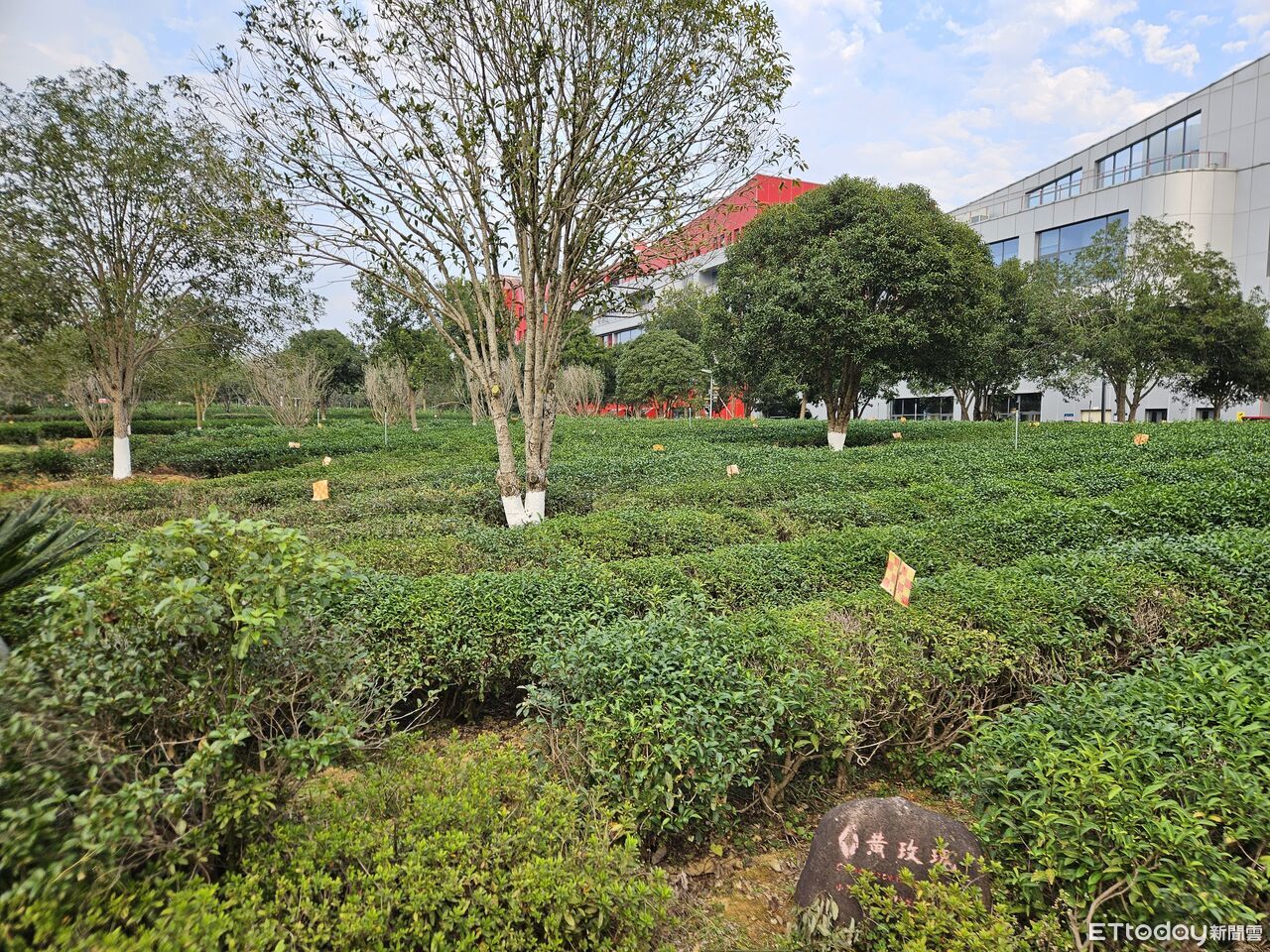 武夷山大紅袍有故事　相傳治癒皇后疾病