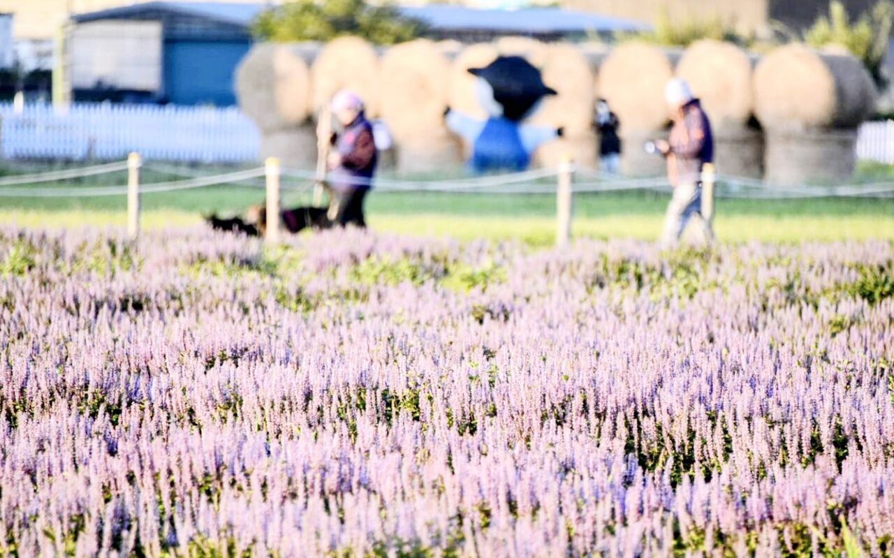 桃園仙草嘉年華揭幕「酷洛米」吸睛　打造魅力浪漫紫色花海