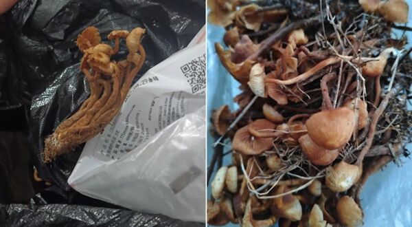 ▲▼亂採「野生金針菇」煮來吃　貴州村民中毒3死2傷。（圖／翻攝極目新聞）