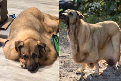 流浪狗被領養5年「融化成荒野女巫」 爸焦急查出病因