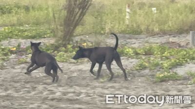 台南小美軍沙灘20犬包圍！女遊客驚魂　動保處：今年已捕107隻