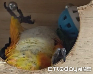 凱克鸚鵡半夜躺著哀號　奴才嚇醒求助「原來是在打呼」