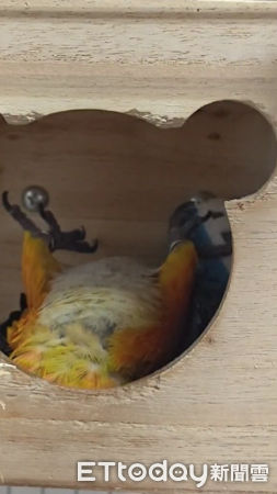 鸚鵡打呼。（圖／飼主Yume Hsu提供）