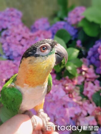 鸚鵡打呼。（圖／飼主Yume Hsu提供）