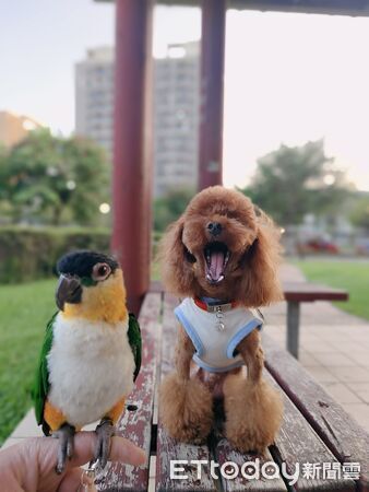 鸚鵡打呼。（圖／飼主Yume Hsu提供）