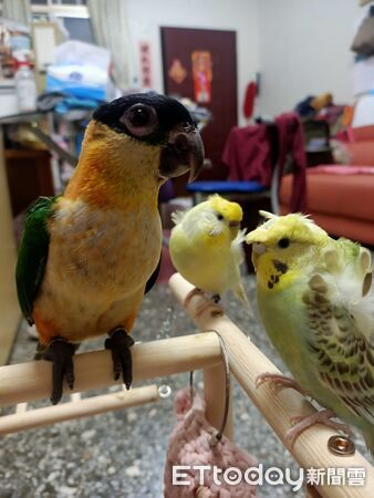鸚鵡打呼。（圖／飼主Yume Hsu提供）