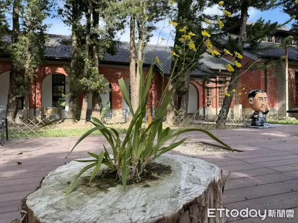 ▲倒伏羅漢松的枯木缺口意外開出亮黃文心蘭，形成罕見「木生花」奇景。（記者林東良翻攝，下同）