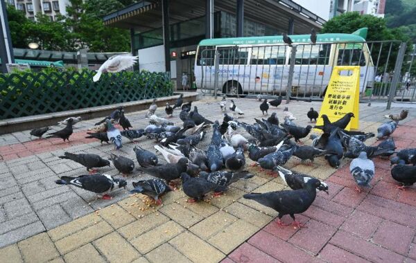 ▲▼香港禁止餵食野鴿。（圖／翻攝香港漁護署）