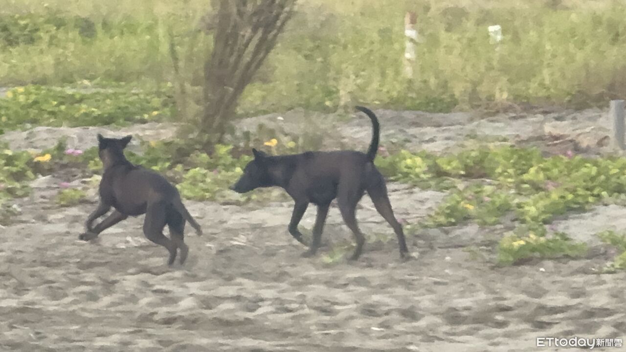 台南小美軍沙灘20犬包圍！女遊客驚魂　動保處：今年已捕107隻