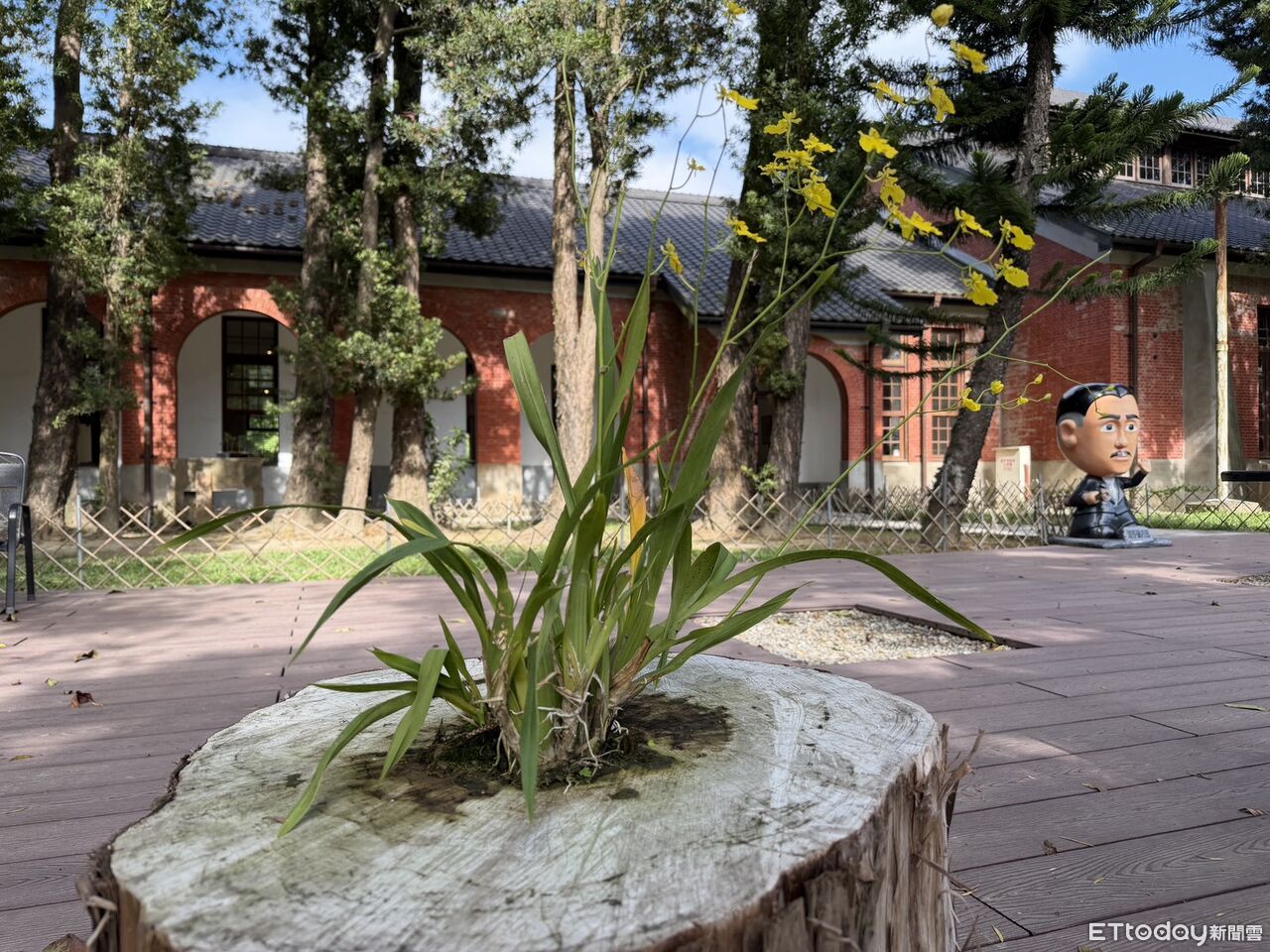 山上花園水道博物館倒伏羅漢松變「天然花器」　開出亮黃文心蘭