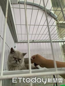 彰化恐怖貓園挨罰！動防所救援41貓　曼赤肯、英短、布偶將開放認養