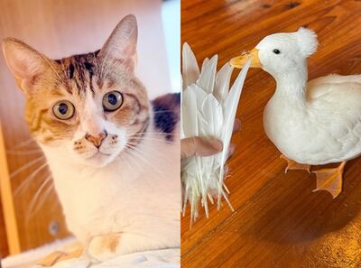 台灣10大超紅寵物界KOL!柴犬七仙女、昆蟲擾西愛寵超稀有