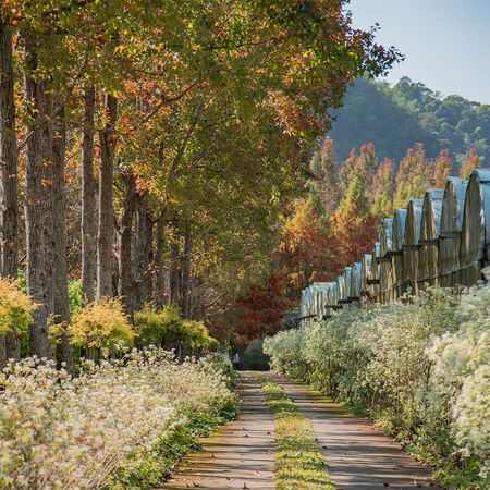 ▲南投4萬坪「台一生態休閒農場」化身聖誕系花園。（圖／業者提供）