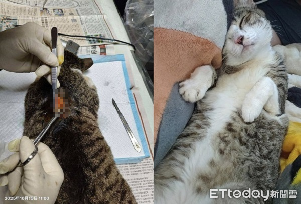 ▲。（圖／有點毛毛的／蔡仁偉提供）