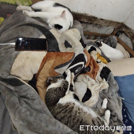 ▲。（圖／有點毛毛的／蔡仁偉提供）