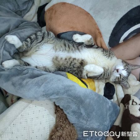 ▲。（圖／有點毛毛的／蔡仁偉提供）