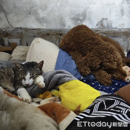 ▲。（圖／有點毛毛的／蔡仁偉提供）