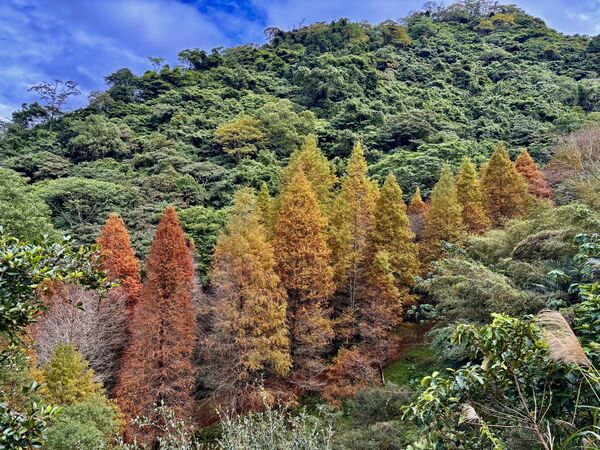 ▲大地農場落羽松變色，「2025 慢漫藝術祭｜森之原點」即日起登場。（圖／大地農場提供）