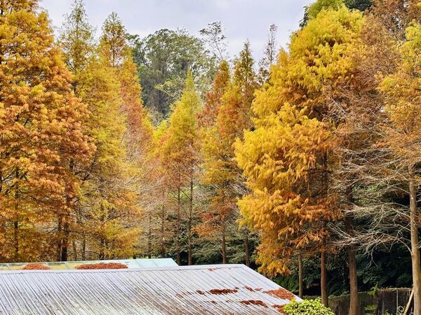 ▲大地農場落羽松變色，「2025 慢漫藝術祭｜森之原點」即日起登場。（圖／大地農場提供）