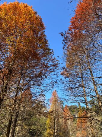 ▲大地農場落羽松變色，「2025 慢漫藝術祭｜森之原點」即日起登場。（圖／大地農場提供）