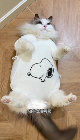 貓咪穿包屁衣。（圖／翻攝自小紅書@太子和陀螺）