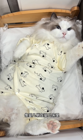 貓咪穿包屁衣。（圖／翻攝自小紅書@太子和陀螺）