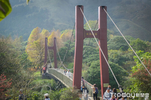 ▲陽明山冷水坑芒草、冷擎步道落羽松,菁山吊橋落羽松,七星主峰-東峰步道。（圖／記者彭懷玉攝）