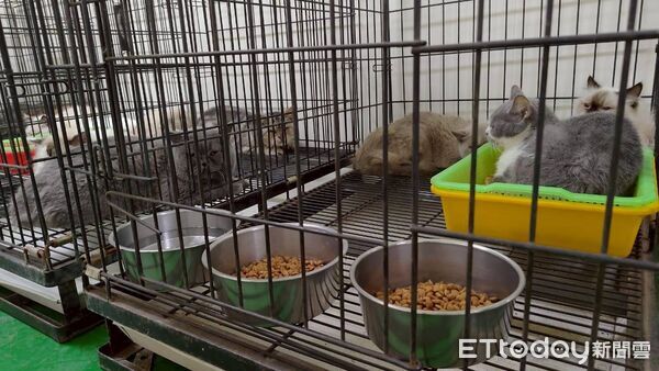 ▲動防所前往彰化某貓園稽查發現貓隻遭不當飼養，帶回41隻品種貓，健康穩定後將開放認養。（圖／記者唐詠絮翻攝）