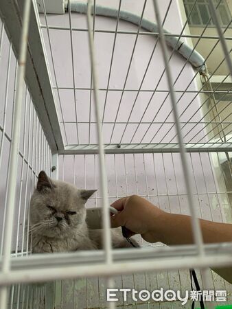▲動防所前往彰化某貓園稽查發現貓隻遭不當飼養，帶回41隻品種貓，健康穩定後將開放認養。（圖／記者唐詠絮翻攝）