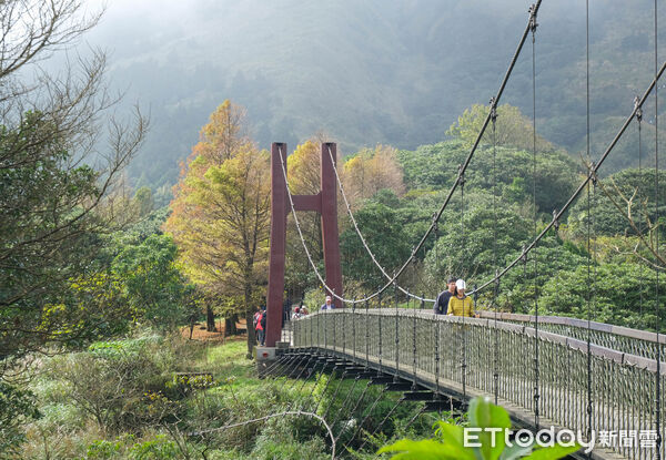 ▲陽明山冷水坑芒草、冷擎步道落羽松,菁山吊橋落羽松,七星主峰-東峰步道。（圖／記者彭懷玉攝）