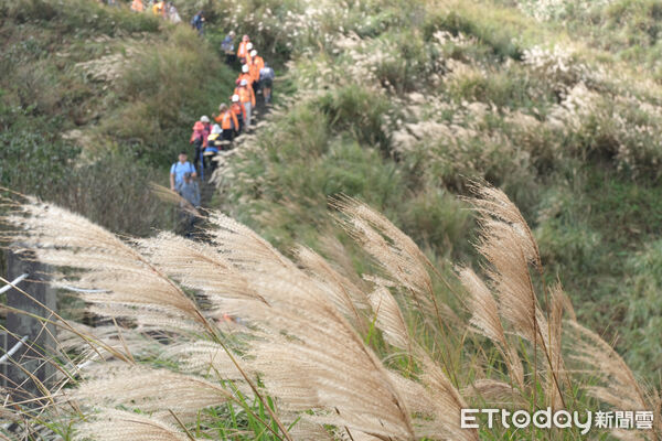 ▲陽明山冷水坑芒草、冷擎步道落羽松,菁山吊橋落羽松,七星主峰-東峰步道。（圖／記者彭懷玉攝）