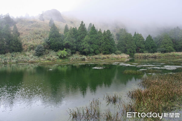 ▲陽明山冷水坑芒草、冷擎步道落羽松,菁山吊橋落羽松,七星主峰-東峰步道。（圖／記者彭懷玉攝）