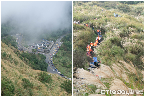 ▲陽明山冷水坑芒草、冷擎步道落羽松,菁山吊橋落羽松,七星主峰-東峰步道。（圖／記者彭懷玉攝）
