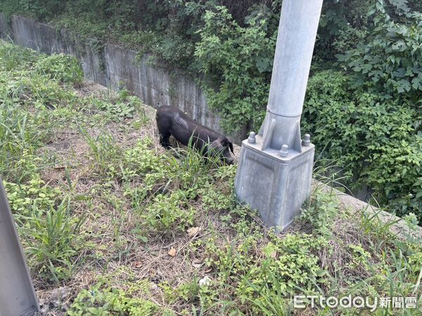 ▲▼台64觀音隧道3隻小豬。（圖／記者陳以昇翻攝）