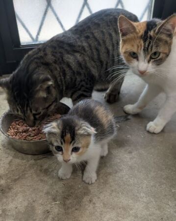 ▲。（圖／翻攝自X／@kanayabeats）