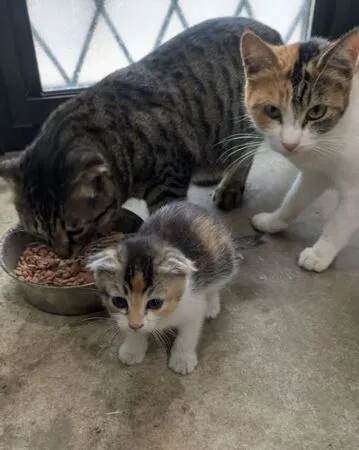 ▲。（圖／翻攝自X／@kanayabeats）