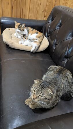 ▲。（圖／翻攝自X／@kanayabeats）