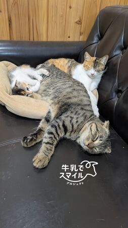 ▲。（圖／翻攝自X／@kanayabeats）