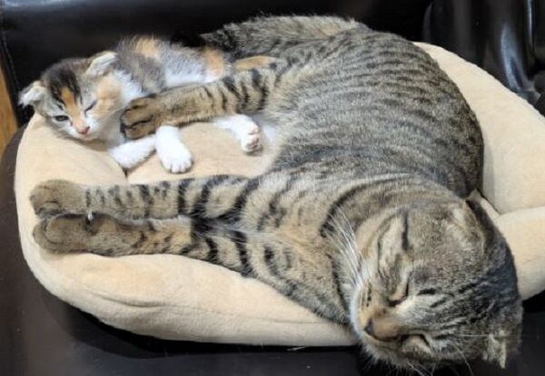 ▲。（圖／翻攝自X／@kanayabeats）