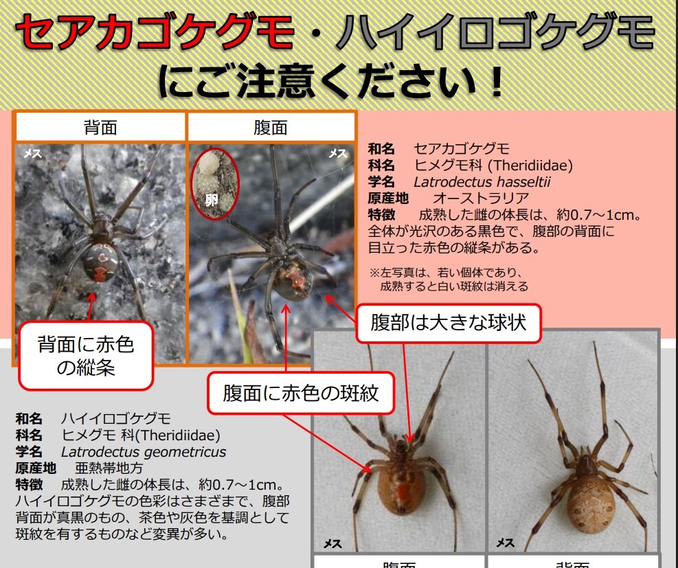 ▲▼駐日美軍基地旁　恐怖外來種「背紅毒蜘蛛」擴散入侵校園。（圖／翻攝山口縣政府）