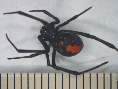 駐日美軍基地旁　恐怖外來種「背紅毒蜘蛛」擴散入侵校園