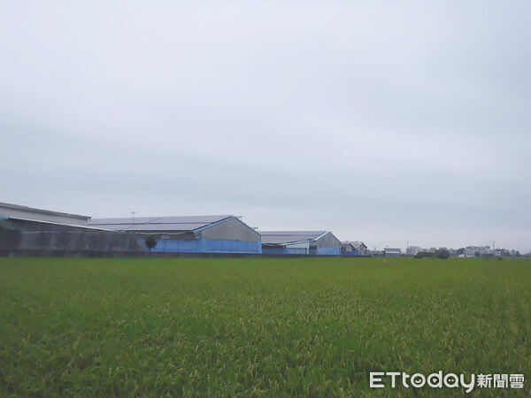▲▼   　 養豬場違規用廚餘餵豬不還飼料補助款嘉義分署查封土地後立刻繳還79餘萬元  。（圖／法務部行政執行署嘉義分署提供）