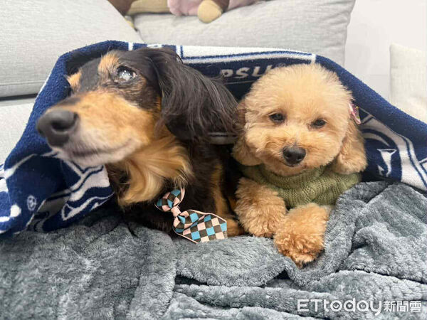 人人犬舍貴賓洗完澡變超可愛。（圖／飼主Threads@stonnie__crystal_tw提供）